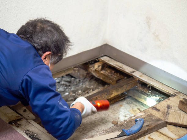 Best Insurance-Related Mold Remediation in Angwin, CA
