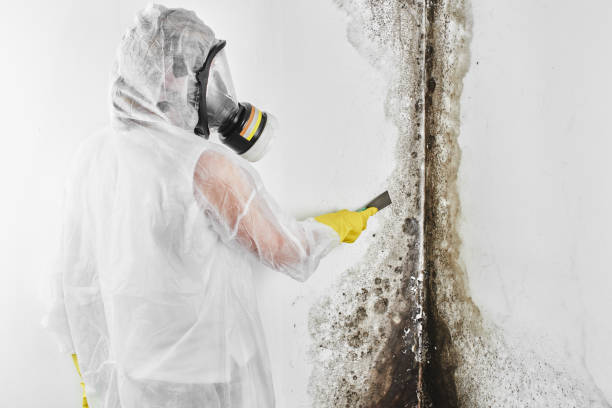 Best Bathroom Mold Remediation in Angwin, CA
