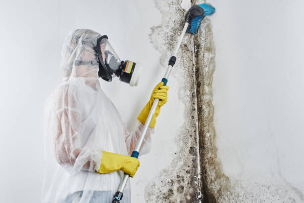 Best Attic Mold Remediation in Angwin, CA