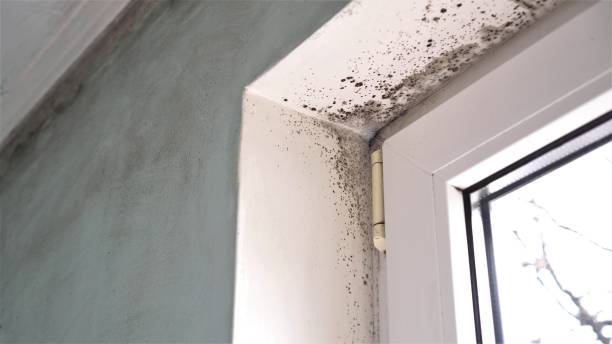Best Preventive Mold Services in Angwin, CA