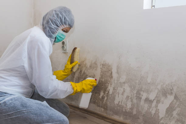 Best DIY Mold Remediation Support Services in Angwin, CA