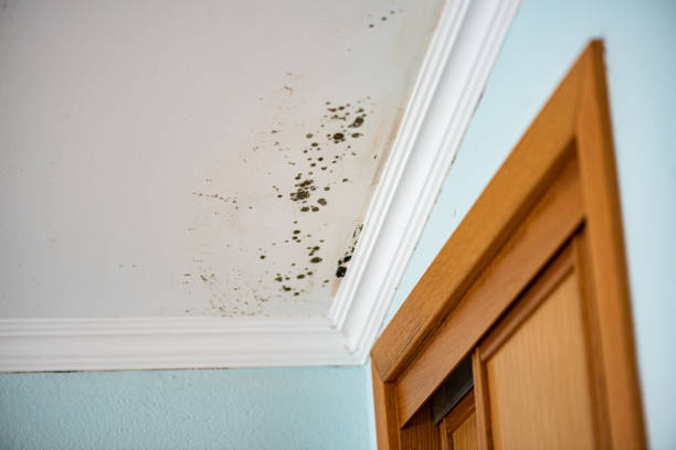 Best Mold Remediation for Specific Building Types in Angwin, CA