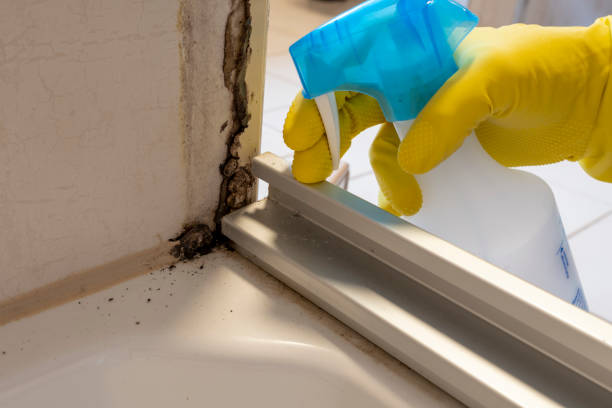 Best Mold Remediation for Schools in Angwin, CA
