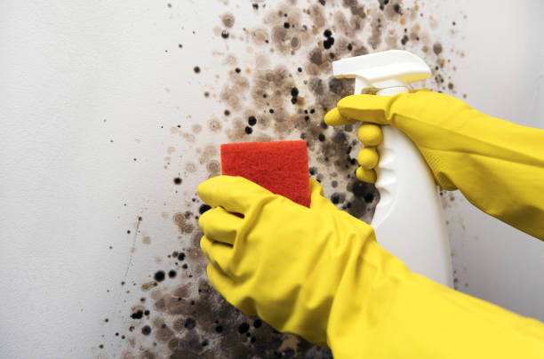 Best White Mold Remediation in Angwin, CA