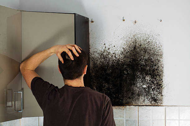 Reliable Angwin, CA Mold Remediation Solutions