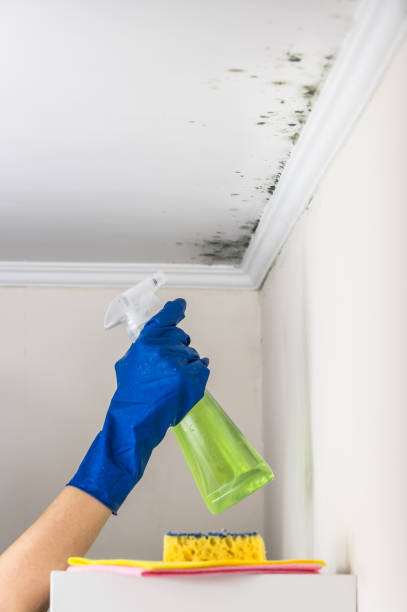 Best Residential Mold Remediation in Angwin, CA