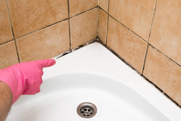 Best Emergency Mold Remediation in Angwin, CA